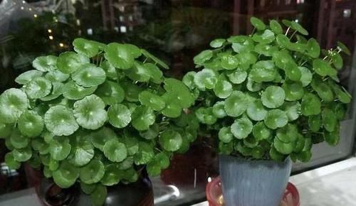 养4种植物得会修剪,越舍得下狠手,植株就长得越旺开花越多