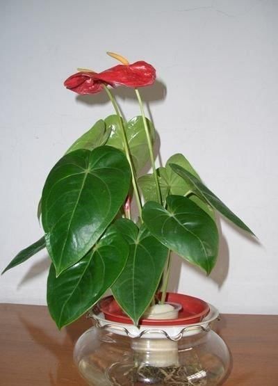 3种花不好养,不如直接丢水里,蹭蹭生根开花,花开轻松爆满盆