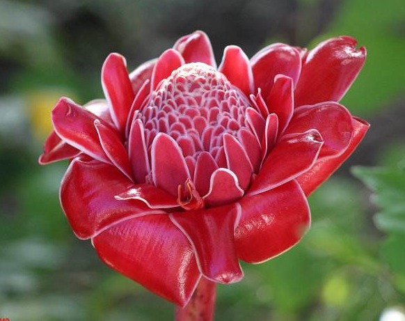 颜色形态都不次于玫瑰的花卉,学会这些小技巧,开花更红更艳