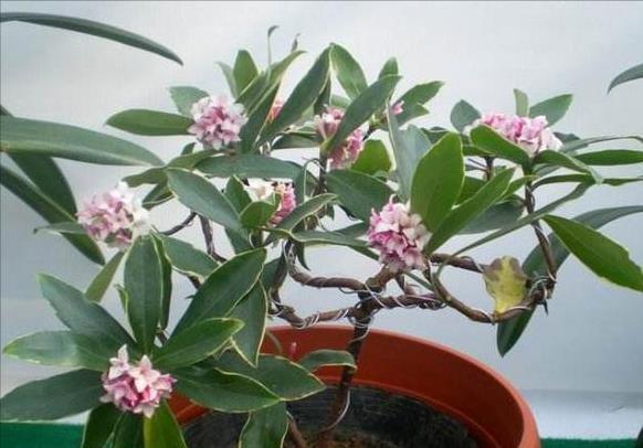 传统名花“金边瑞香”,注意4个问题,养的倍棒,花香溢满屋