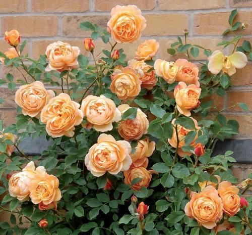 藤本|不容错过的6种藤本月季,养两年爬满墙,长势旺开花美,真过瘾