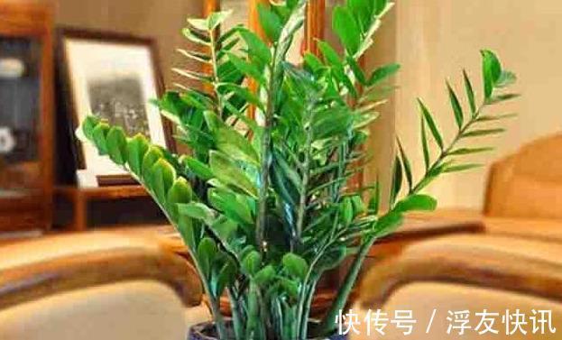 家里无论养啥花,提前做“3步”,以后虫子少、不烂根