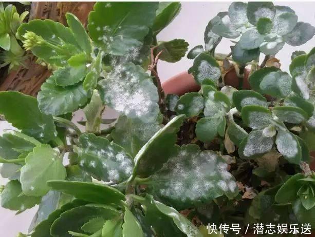 功效|怪不得老花农养花都喜欢用米醋,看了5大神奇功效,彻底被折服了