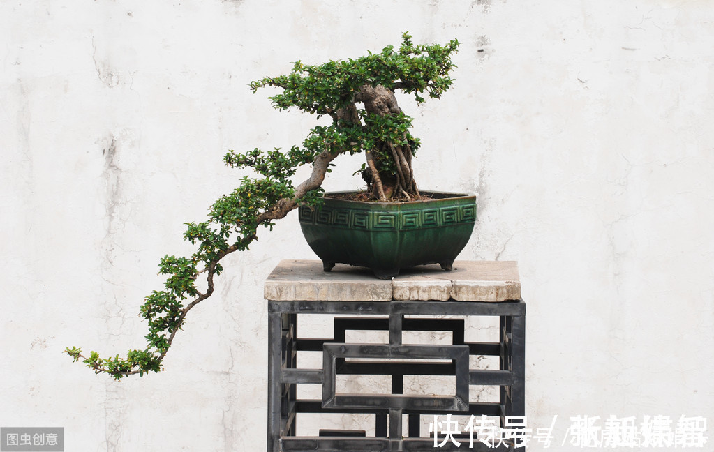 盆景|树木盆景是怎么矮化的?8个方法助你的盆景成为“活着的艺术”