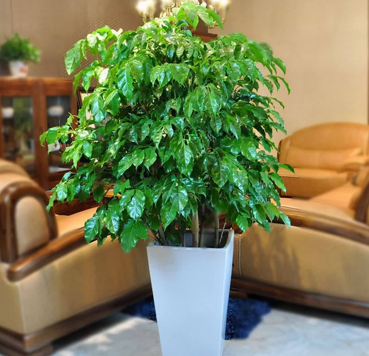 20种吉利大盆栽，客厅放一盆，吸收废气去异味，寓意好更养人