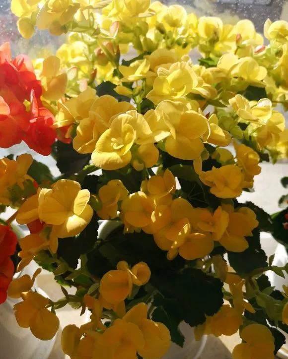 4种花好看但是“难养”,老手不敢养,新手养不好,别轻易入坑