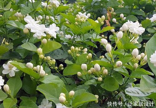 种花|5种花，夏天生长进入“快车道”，大水大肥长势旺、花朵美