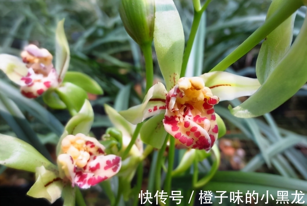 以前山上的野草,现在成为“高档”盆栽,花朵似玉狮,高雅又大气