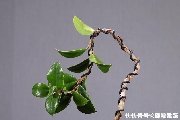 花期|欣赏日本大师盆景作品，精心培育的造型，非常具有艺术气息