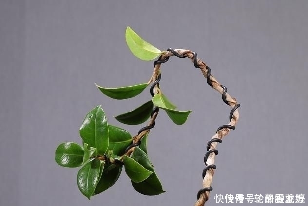 花期|欣赏日本大师盆景作品,精心培育的造型,非常具有艺术气息