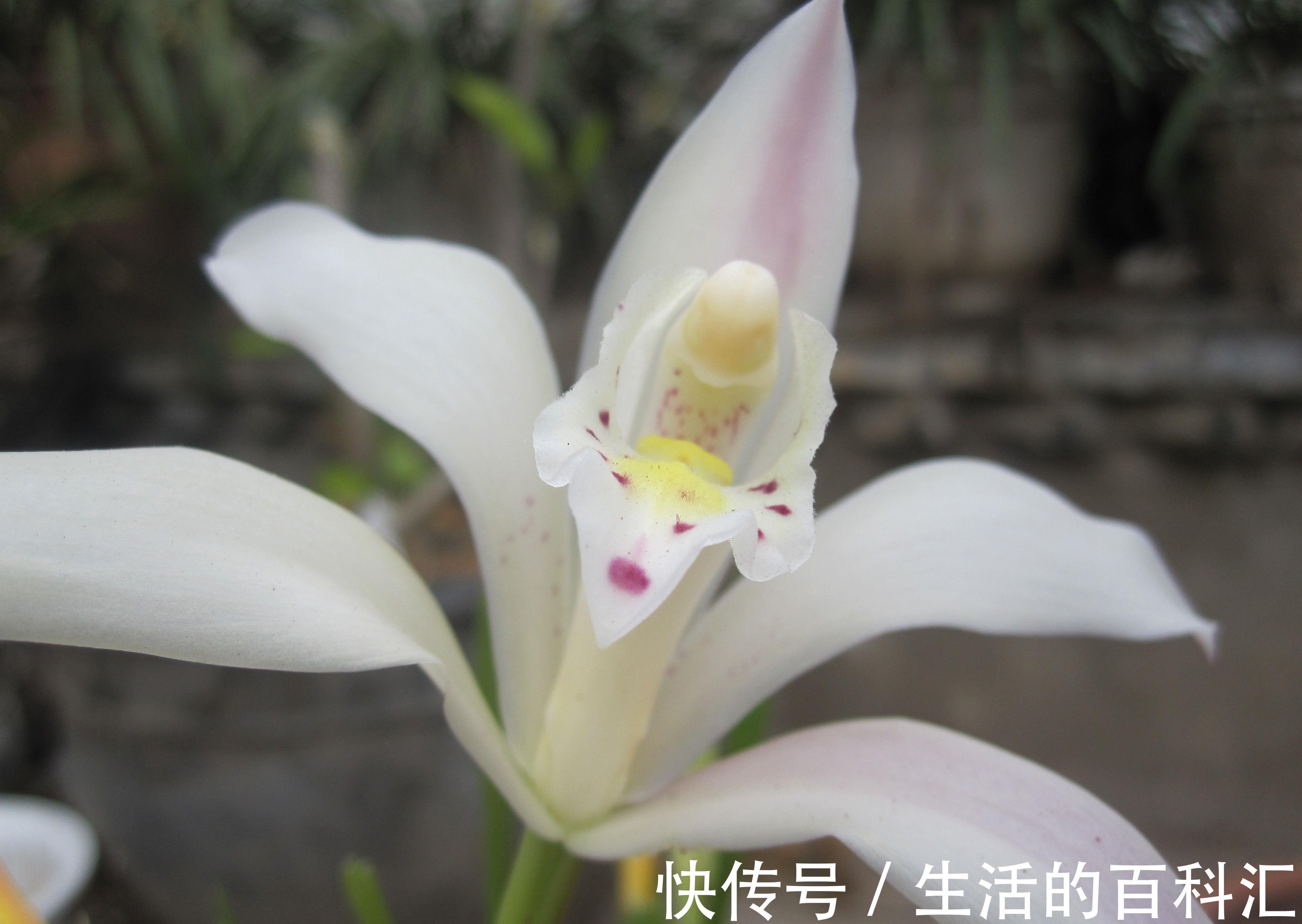 养花试试这款,清新别致,赏心悦目,真的非常好看