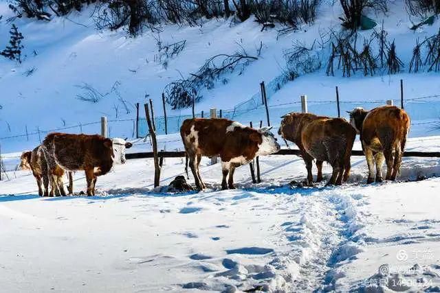 童话|冰天雪地，童话吉林