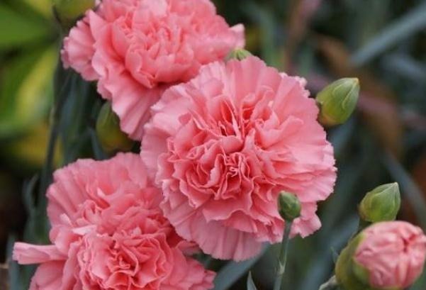 养好康乃馨，好好学“一招”，花朵一蹿就满枝，花开“别样红”