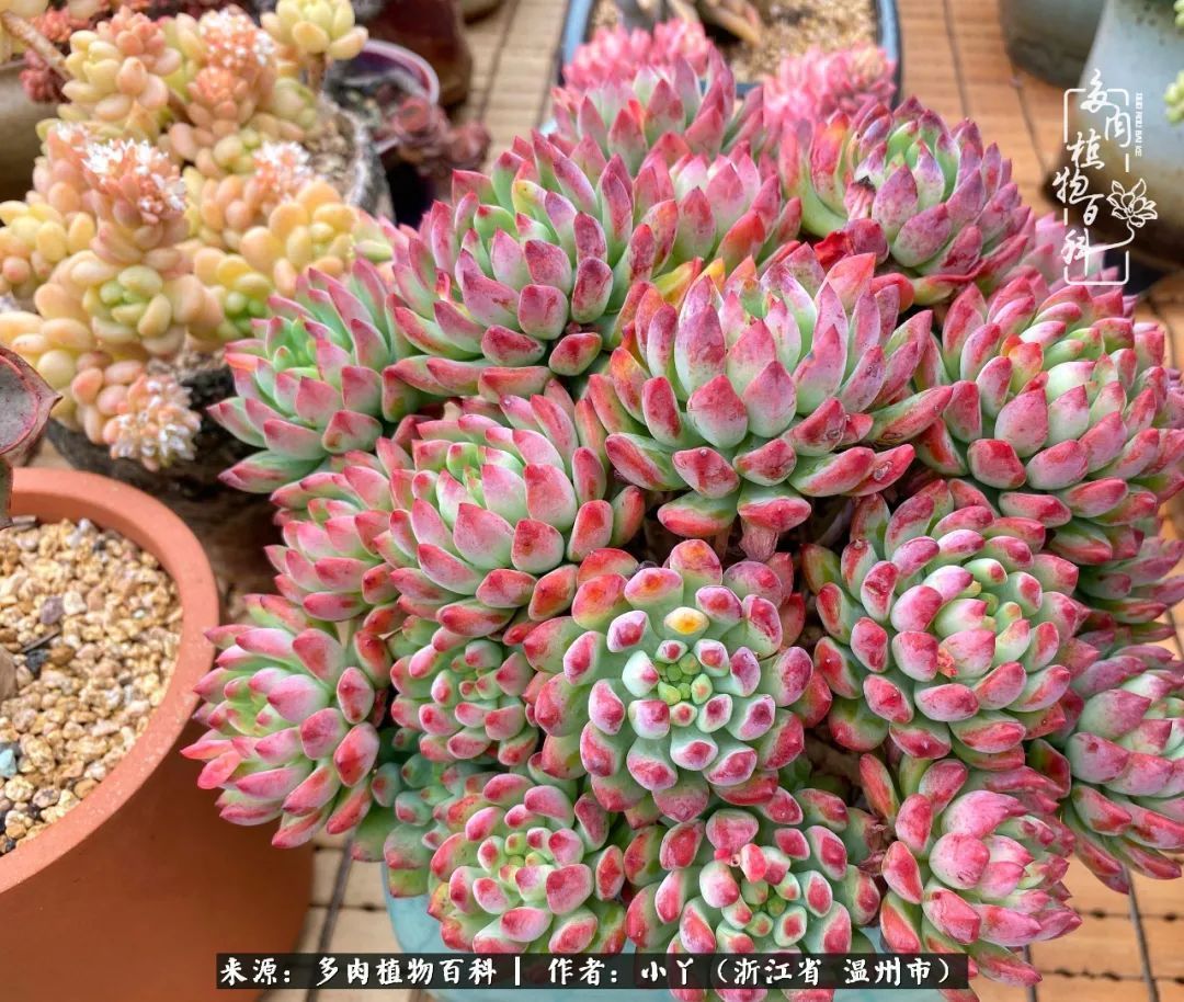 祖上无院家里无矿，一腔浪漫情怀付诸楼顶造花！