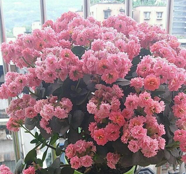 李小姐养“长寿花”,只是加个“它”,盆盆“开满”花,美爆了!