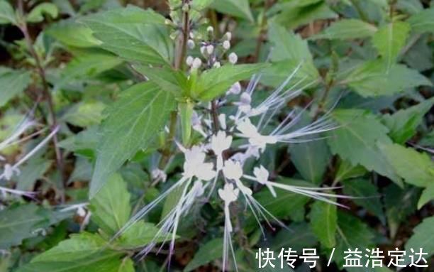 肾茶|农村俗称“肾草”,遇到赶紧挖回家,如今很稀少,是打结石良药