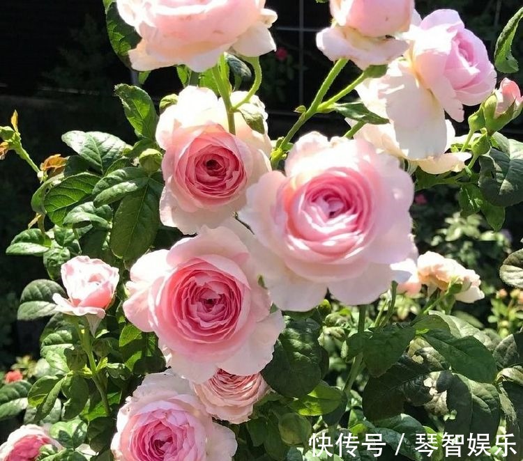 盆栽|最好养的月季花,养护容易,四季开花,可以阳台盆栽,值得入手