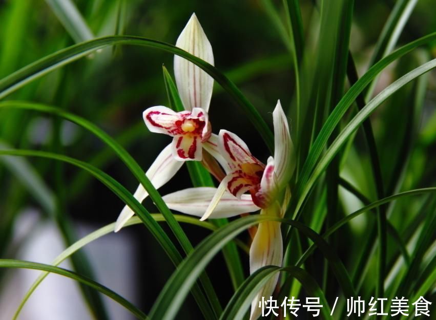 兰花栽种的3个技巧，大大提高成活率，窜箭快，开花多