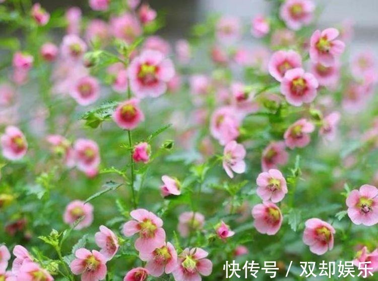 家里养花选它,生长旺繁殖快,养一盆等于养10盆,养2年成大户!