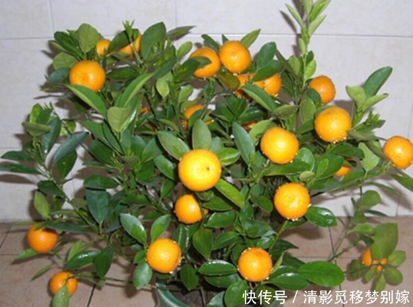 “4种水果”种阳台,好养漂亮结果多,当年就挂果,果子挂满枝!