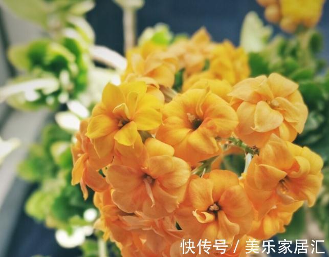 长寿花有“4喜”，顺着喜好养，花开一大盆，真漂亮