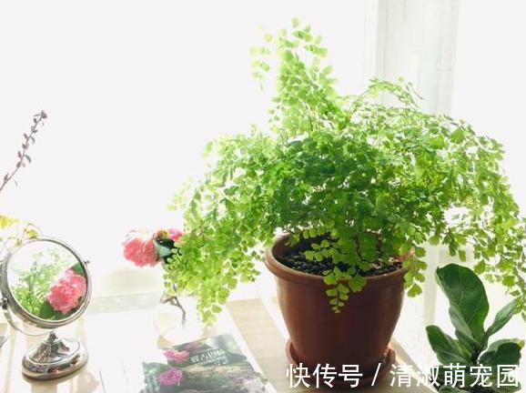 养花浇水是技术活:盆栽远离5种水,植物伤亡少、花友不走弯路