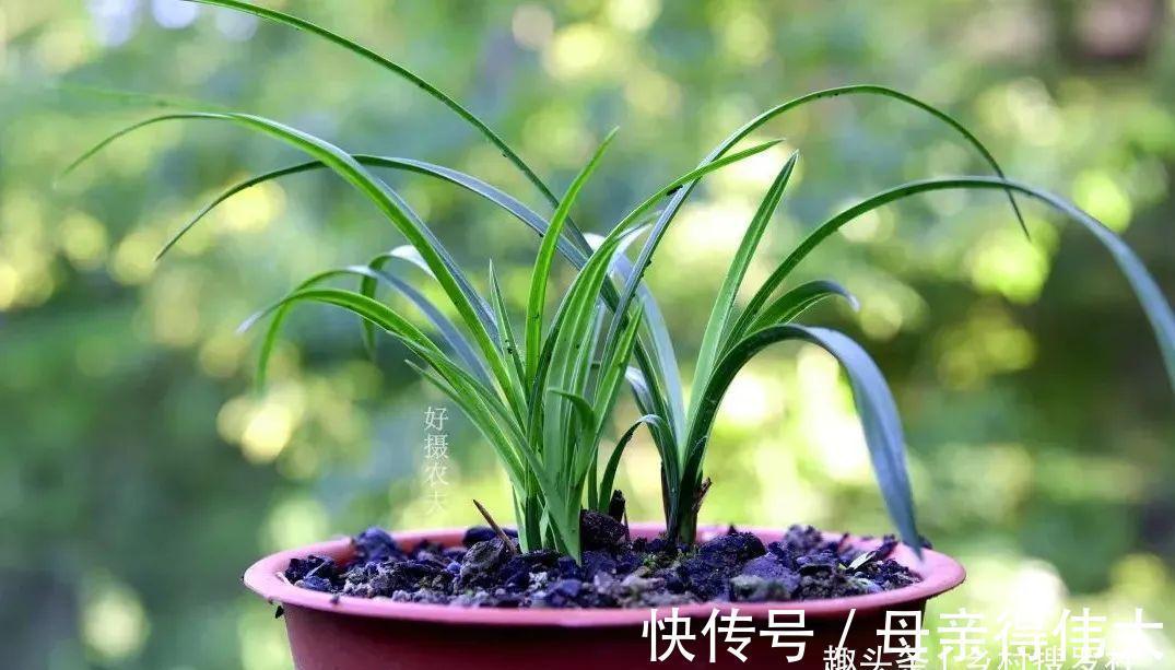 兰菌|松针土的秘密，不在松针，也不在土，很多人种植兰花都用错了
