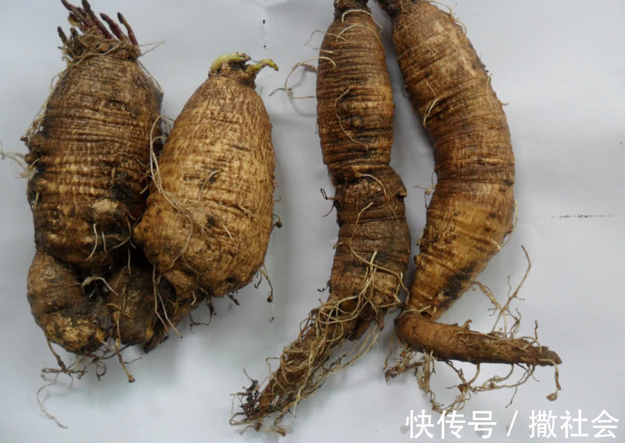 根茎|农村这种野草,根茎价值比人参高,农民拿它煲汤,现1斤卖上千元