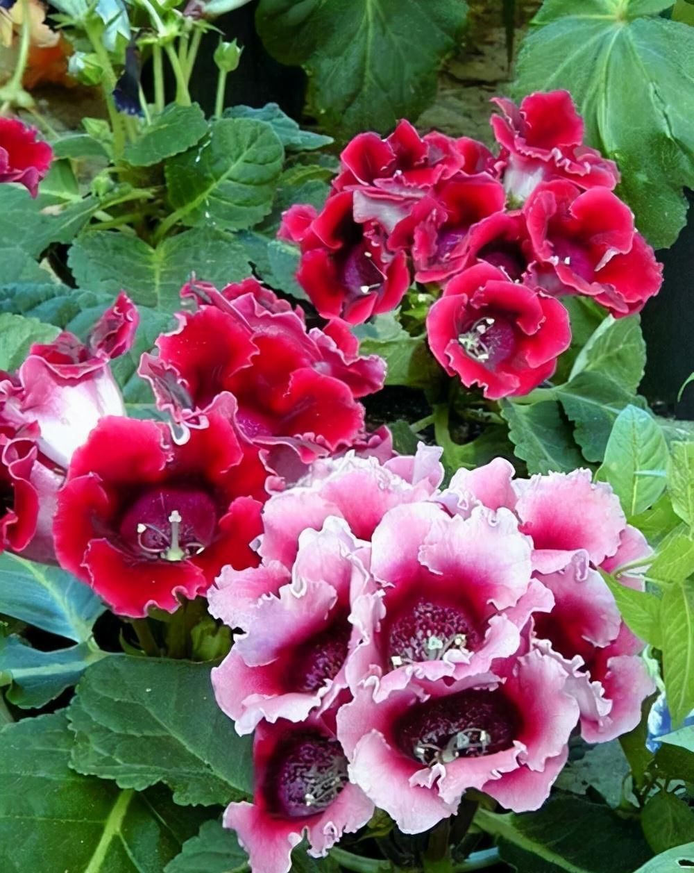 16种耐阴花,就算阳光不足,也能年年生长、开花