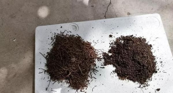 君子兰萎靡不振该怎么办？用完这3样肥料，植株马上变精神