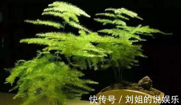 怎样能将文竹养的绿油油