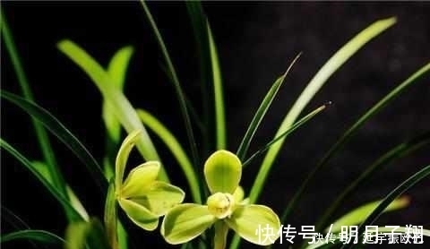 施肥|只需这4招,兰花不烂根不黄叶,长得好易开花!