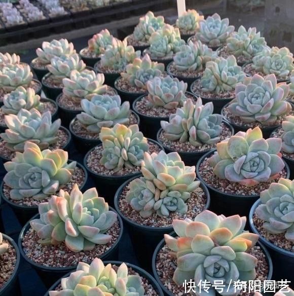 秋天|一到秋天，多肉就买个不停，买多肉真快乐，养死了可就悲哀了