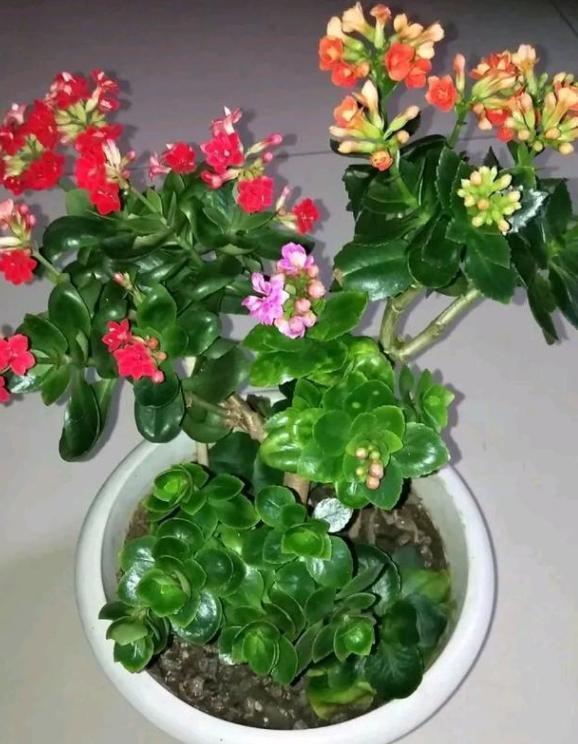 嫁接长寿花:如何让盆栽开出多色花?5步操作,花开美如圣诞树