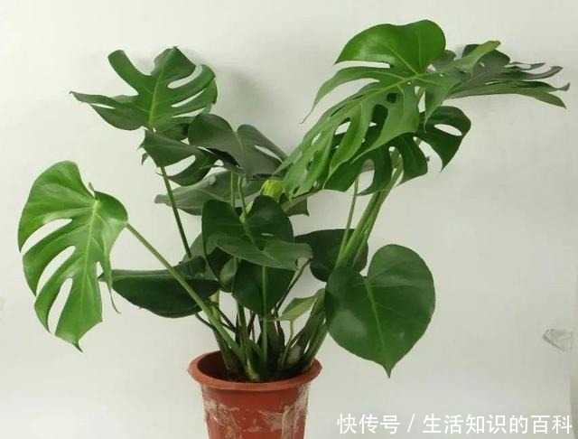 想省心就养这些花,没有病虫害,就爱开花!想省心就养这些花,没有病虫害,就爱开花!