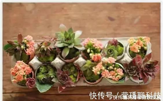 肥料|鸡蛋壳你不要都给我,鸡蛋壳的8种养花秘诀!