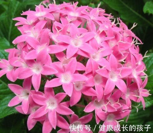 农历九月十八霜降后，养什么花？家里养3种花，财源广进恭贺新禧