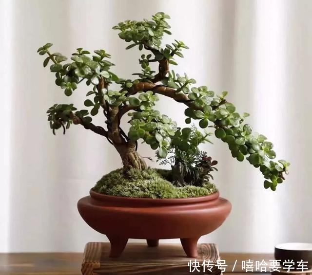 适合过年购买的8种招财植物,好看又吉祥!