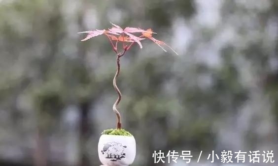 微型盆景越来越受欢迎，这里是它们的“集中营”，都是你想知道的