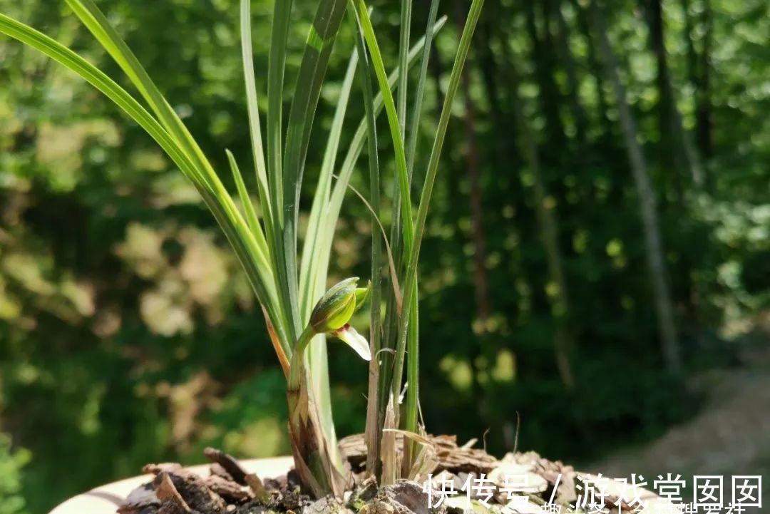 兰花春化的技巧,谨防花苞在冬眠期复苏,新手兰友想做却不敢做