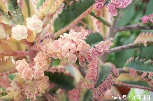 落地生根属的大家庭,品种多,花朵好看!