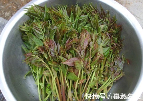 野菜|被日本人奉为“长寿菜”,我国每个城市都有,却没人喜欢吃