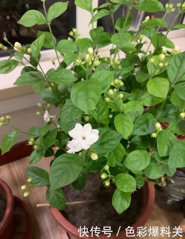 喜欢晒太阳的“3种花”,光照充足花量越大,一年四季花不停