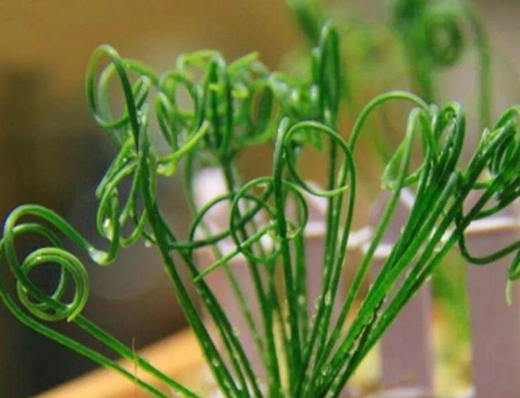 家中必养5种花,好养漂亮花期长,1个月不浇水,长得枝繁叶茂