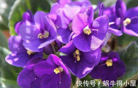 种植|大暑过后此款花种植简单,四季开花不断,净化空气