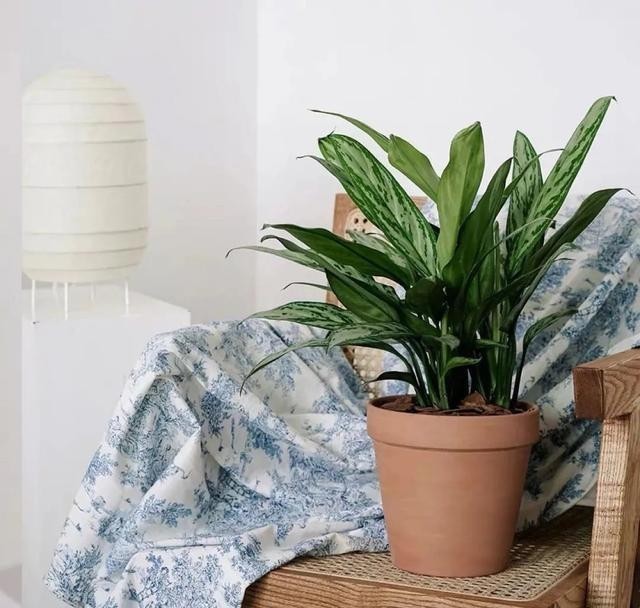 叶绿根|银皇后冬天有“四怕”,避开了才能顺利过冬,叶绿根壮长势旺!