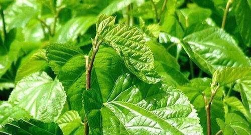 年龄越大血液越“稠”,用这种叶子泡水喝,血