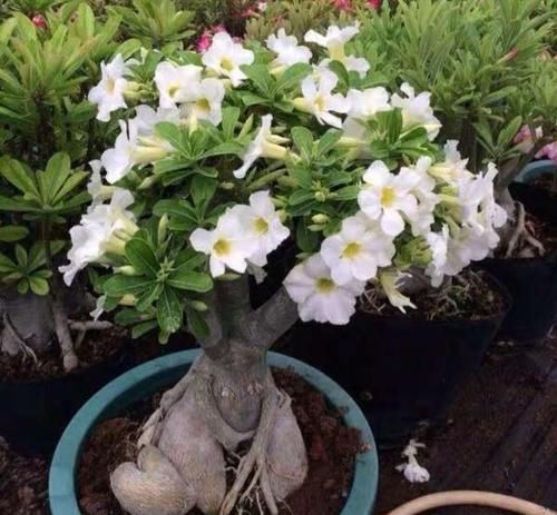 这三种花既好看又好养，是相当的耐旱，观赏价值还高