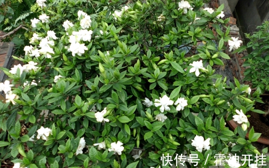 食醋兑水来浇花,能促进植物生长,还能防治病虫害!你信吗?