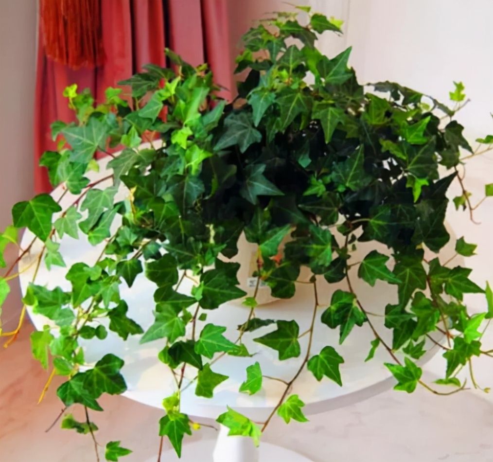 绿萝|5种会生“气根”的植物，想要扦插剪下来，埋土里就成活